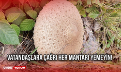 Vatandaşlara Çağrı Her Mantarı Yemeyin!