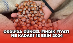 Ordu'da güncel fındık fiyatı ne kadar? 18 Ekim 2024