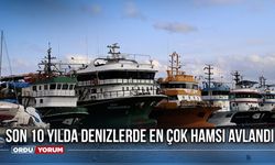 Son 10 Yılda Denizlerde En Çok Hamsi Avlandı