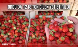 Ordu’da 1218 Ton Çilek Yetiştirildi