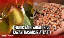 Fındık Ağır Yaralı, Kivi Kazayı Hasarsız Atlattı