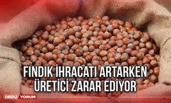 Fındık İhracatı Artarken Üretici Zarar Ediyor