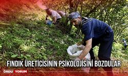 Fındık Üreticisinin Psikolojisini Bozdular