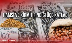 Hamsi ve Kirmit Fındığı Üçe Katladı