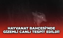 Hayvanat Bahçesi'nde Gizemli Canlı Tespit Edildi!