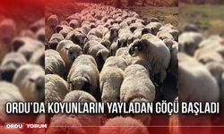 Ordu’da Koyunların Yayladan Göçü Başladı