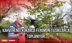 Kahverengi Kokarca Feromon Tuzaklarla Toplanıyor