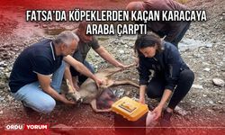 Fatsa’da Köpeklerden Kaçan Karacaya Araba Çarptı