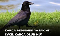 Karga beslemek yasak mı? Neden yasak? Evcil karga olur mu?