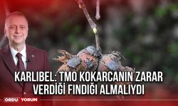 Karlıbel: TMO Kokarcanın Zarar Verdiği Fındığı Almalıydı