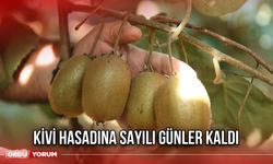 Kivi Hasadına Sayılı Günler Kaldı