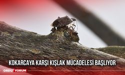 Kokarcaya Karşı Kışlak Mücadelesi Başlıyor