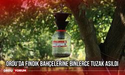 Ordu’da Fındık Bahçelerine Binlerce Tuzak Asıldı