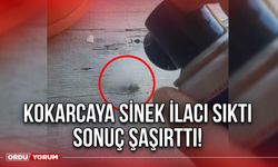 Kokarcaya Sinek İlacı Sıktı Sonuç Şaşırttı!