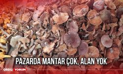 Pazarda Mantar Çok, Alan Yok