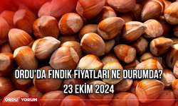 Ordu'da fındık fiyatları ne durumda? 23 Ekim 2024