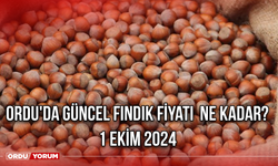 Ordu'da güncel fındık fiyatı  ne kadar? 1 Ekim 2024