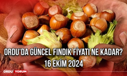 Ordu'da güncel fındık fiyatı ne kadar? 16 Ekim 2024