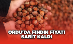 Ordu'da fındık fiyatı sabit kaldı