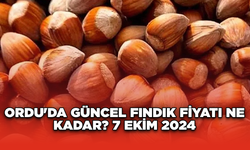 Ordu'da güncel fındık fiyatı ne kadar? 7 Ekim 2024