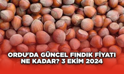 Ordu'da güncel fındık fiyatı  ne kadar? 3 Ekim 2024