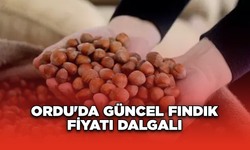 Ordu'da güncel fındık fiyatı dalgalı