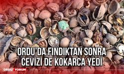 Ordu’da Fındıktan Sonra Cevizi de Kokarca Yedi