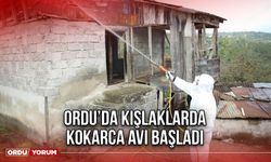 Ordu’da Kışlaklarda Kokarca Avı Başladı