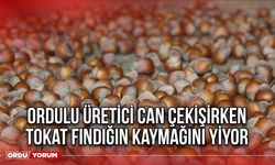 Ordulu Üretici Can Çekişirken Tokat Fındığın Kaymağını Yiyor