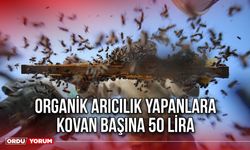 Organik Arıcılık Yapanlara Kovan Başına 50 Lira