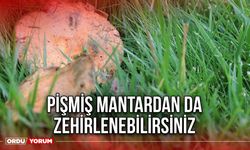 Pişmiş Mantardan da Zehirlenebilirsiniz