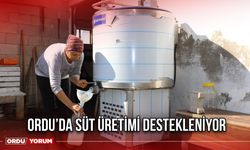 Ordu’da Süt Üretimi Destekleniyor