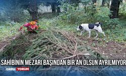 Sahibinin mezarı başından bir an olsun ayrılmıyor