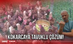 Kokarcaya Tavuklu Çözüm!