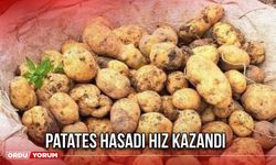 Patates Hasadı Hız Kazandı