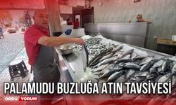 Palamudu Buzluğa Atın Tavsiyesi