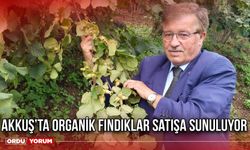 Akkuş’ta Organik Fındıklar Satışa Sunuluyor