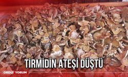 Tirmidin Ateşi Düştü