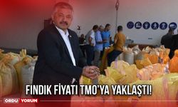 Fındık Fiyatı TMO’ya Yaklaştı!