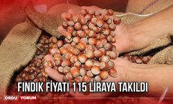 Fındık Fiyatı 115 Liraya Takıldı