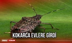 Kokarca Evlere Girdi