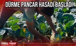 Dürme Pancar Hasadı Başladı