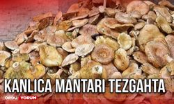 Kanlıca Mantarı Tezgahta