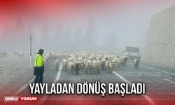 Yayladan Dönüş Başladı