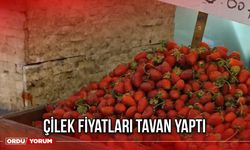 Çilek Fiyatları Tavan Yaptı