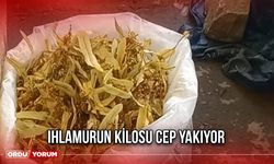 Ihlamurun Kilosu Cep Yakıyor