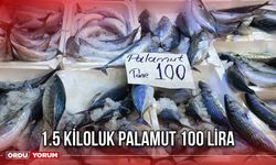 1.5 Kiloluk Palamut 100 Lira