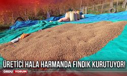 Üretici Hala Harmanda Fındık Kurutuyor!