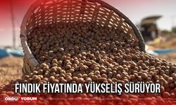 Fındık Fiyatında Yükseliş Sürüyor