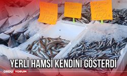 Yerli Hamsi Kendini Gösterdi